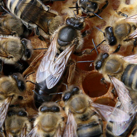 Déco: gros plan sur une reine noire Apis mellifera mellifera